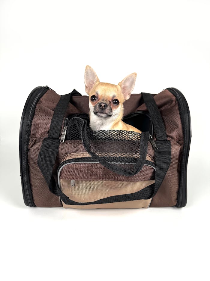 Free stock photo of brown bag, carry bag, chihuahua