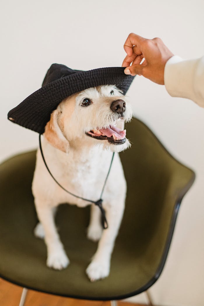 A playful dog wearing a hat sitting on a stylish chair indoors.