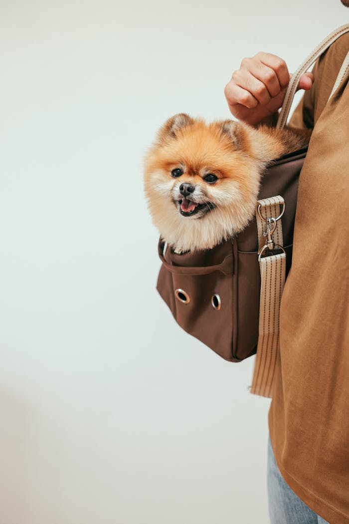 Adorable Pomeranian dog comfortably sitting in a stylish carry bag held by a person.